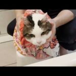 でぶっちょ猫の余分な汚れと冬毛を洗い流したら痩せるのでは？(YouTube)