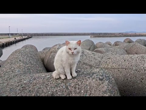 いつもはすぐ逃げる白猫ちゃん、今日は少しだけ逃げるのに躊躇していたのでそ～っとナデナデしてきた(YouTube)