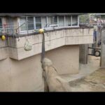 アフリカゾウの高所フィーダー（ブイ、ガス管）：多摩動物公園(YouTube)