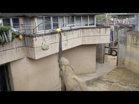アフリカゾウの高所フィーダー（ブイ、ガス管）：多摩動物公園(YouTube)