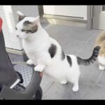 久しぶりに見るバギーに警戒する猫(YouTube)