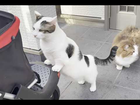 久しぶりに見るバギーに警戒する猫(YouTube)