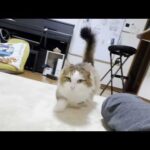 お父さんに少しだけ添い寝してあげる猫(YouTube)