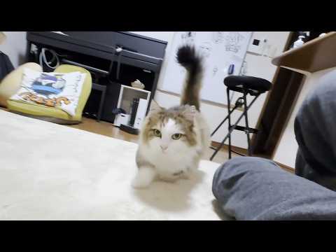 お父さんに少しだけ添い寝してあげる猫(YouTube)