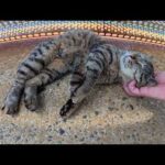 海が見渡せる堤防の上でゴロンゴロンと転げ回るキジトラ猫(YouTube)
