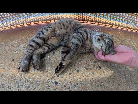 海が見渡せる堤防の上でゴロンゴロンと転げ回るキジトラ猫(YouTube)