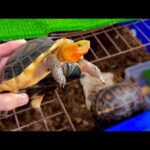 【全18匹】冬眠から目覚めた我が家のカメたちが最高な状態になってきました！(YouTube)