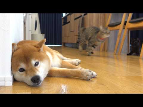 柴犬が休めない‥すると猫が優しい行動に出ました。(YouTube)
