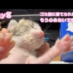 ゴミ箱に棄てられた子猫  Day8  キンちゃんもうのめませんでちにゃぁ  2026 04 23 2(YouTube)