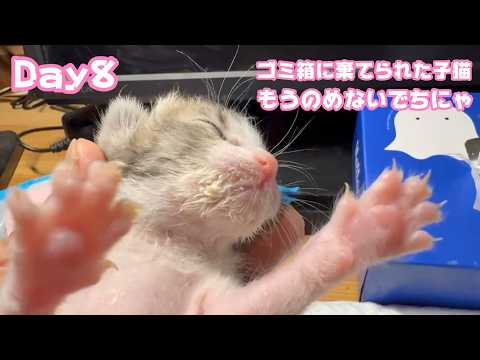 ゴミ箱に棄てられた子猫  Day8  キンちゃんもうのめませんでちにゃぁ  2026 04 23 2(YouTube)