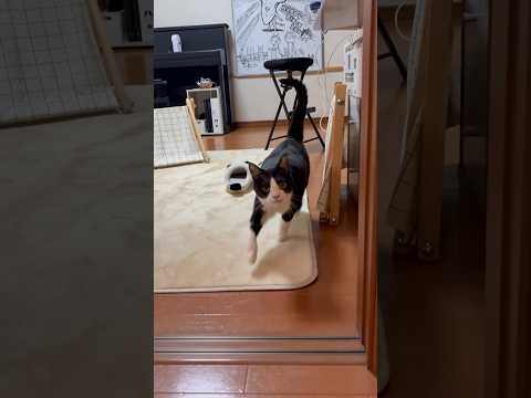 思ってたよりもお腹、揺れてた(YouTube)