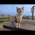 岬の展望所のテーブルにいた子猫がかわいすぎた(YouTube)