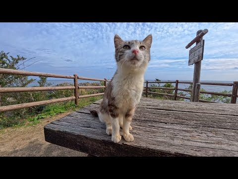 岬の展望所のテーブルにいた子猫がかわいすぎた(YouTube)