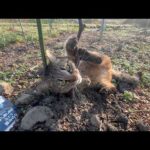 過去一やばいもの持って来た猫(YouTube)