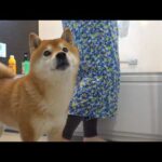 朝から大変なことが起きて、柴犬の様子がおかしい(YouTube)