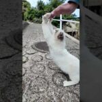 猫島の路地裏で出会った白猫ちゃんがかわいすぎた(YouTube)