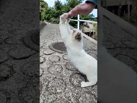 猫島の路地裏で出会った白猫ちゃんがかわいすぎた(YouTube)