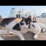 地面でクネクネと転げ回って人間を遊びに誘う猫達(YouTube)