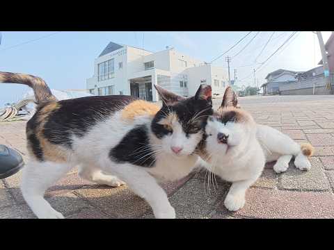 地面でクネクネと転げ回って人間を遊びに誘う猫達(YouTube)