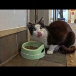 切符売り場に行ったら黒白猫ちゃんが夢中でご飯中…癒しすぎる光景にほっこり🐾(YouTube)