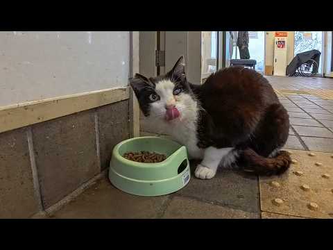 切符売り場に行ったら黒白猫ちゃんが夢中でご飯中…癒しすぎる光景にほっこり🐾(YouTube)