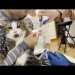 猫の爪切りでヘタレなお父さんを見かねた男らしい息子(YouTube)