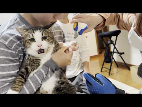 猫の爪切りでヘタレなお父さんを見かねた男らしい息子(YouTube)