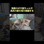 強面のボス猫ちゃんが漁具の置き場で爆睡する #猫 #ねこ #cat(YouTube)
