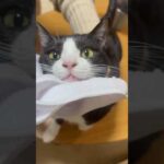 蟻みたい(YouTube)