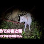 初めての夜と朝  ミミハナのお婿さんはトカラヤギのいけめぇです  2026 04 06 1(YouTube)