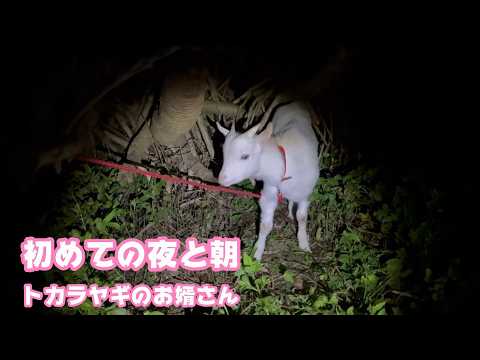 初めての夜と朝  ミミハナのお婿さんはトカラヤギのいけめぇです  2026 04 06 1(YouTube)