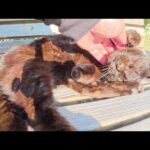 ひざの上よりもベンチで寝そべりたい黒猫ちゃん(YouTube)