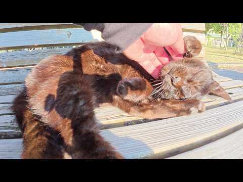 ひざの上よりもベンチで寝そべりたい黒猫ちゃん(YouTube)