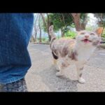 三毛猫が「おいていかないで～」と鳴いて後をついてきた(YouTube)