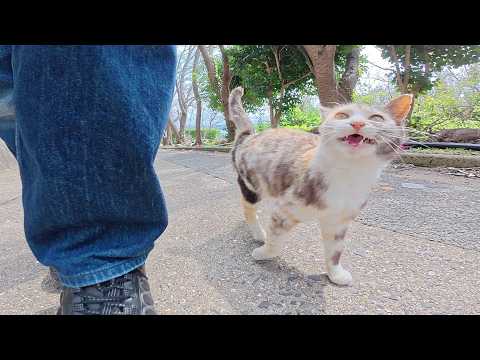 三毛猫が「おいていかないで～」と鳴いて後をついてきた(YouTube)