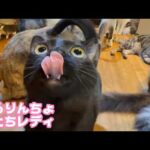 ぺろりんちょ選手権開催中  2026 04 02 1(YouTube)