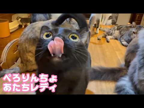 ぺろりんちょ選手権開催中  2026 04 02 1(YouTube)