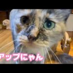 どアップ祭りにゃん  今週も元気でがんばります(YouTube)