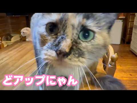 どアップ祭りにゃん  今週も元気でがんばります(YouTube)