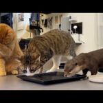猫のもち6歳の誕生日をカワウソと0歳猫でお祝いしよう！！ Celebrating Mochi the Cat’s 6th Birthday with the Otters!(YouTube)