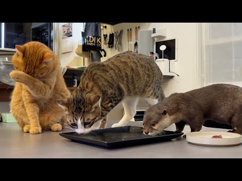 猫のもち6歳の誕生日をカワウソと0歳猫でお祝いしよう！！ Celebrating Mochi the Cat’s 6th Birthday with the Otters!(YouTube)