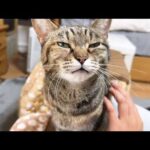 お姉ちゃん大好きな猫が甘えたくてたまらない姿が可愛すきます…(YouTube)