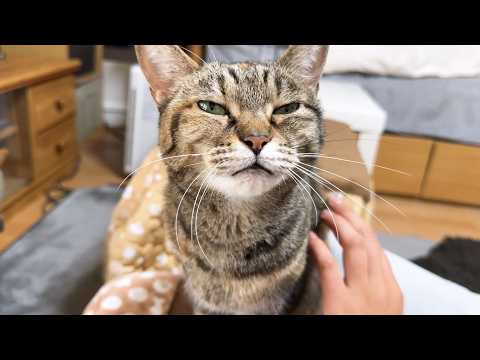 お姉ちゃん大好きな猫が甘えたくてたまらない姿が可愛すきます…(YouTube)