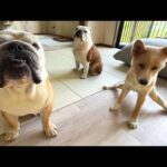 実はママが居なくなったので、現在パパだけで3匹ワンオペやってます…(YouTube)