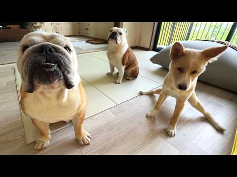 実はママが居なくなったので、現在パパだけで3匹ワンオペやってます…(YouTube)