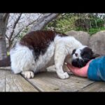 猫島の花見スポットにいた猫ちゃん、一旦は逃げたけどちょっと撫でると猛烈な甘えん坊の猫だった(YouTube)