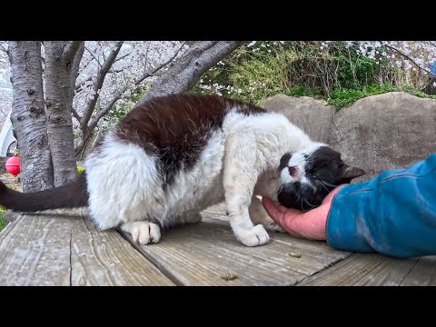 猫島の花見スポットにいた猫ちゃん、一旦は逃げたけどちょっと撫でると猛烈な甘えん坊の猫だった(YouTube)