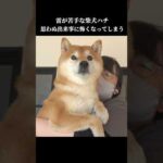 柴犬ハチは初めての痛みにビックリして… #shibainu #犬のいる暮らし #かわいい(YouTube)