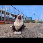 港にいたハチワレ猫、ナデナデすると喜んでゴロンと仰向けに寝転んだ(YouTube)