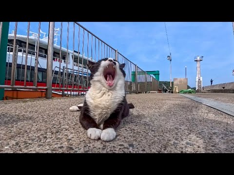 港にいたハチワレ猫、ナデナデすると喜んでゴロンと仰向けに寝転んだ(YouTube)